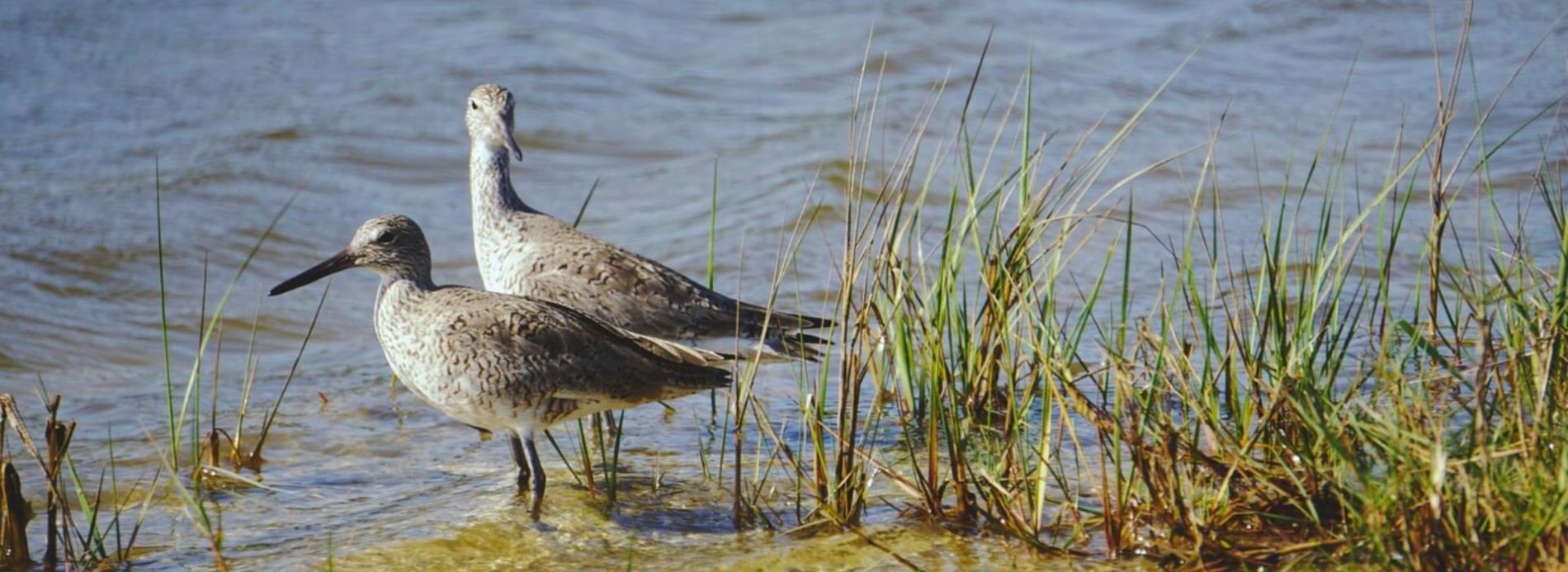 birds in state park