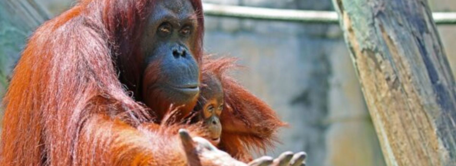 orangutan