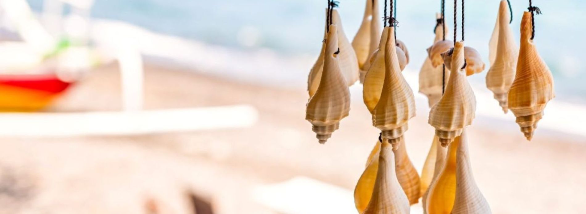 seashell souvenir