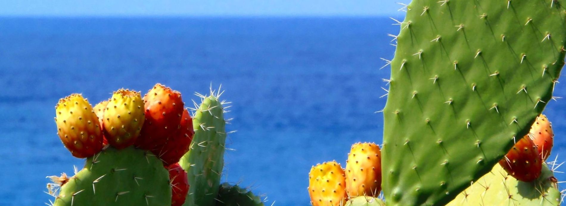 Cactuses