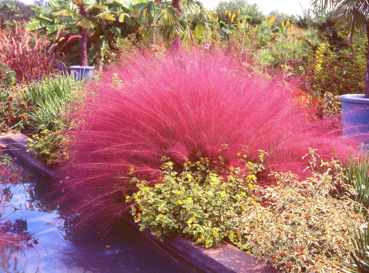 muhly grass
