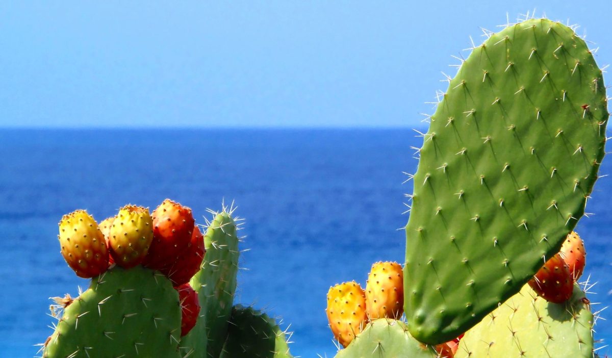 prickly pear cactus near ocean